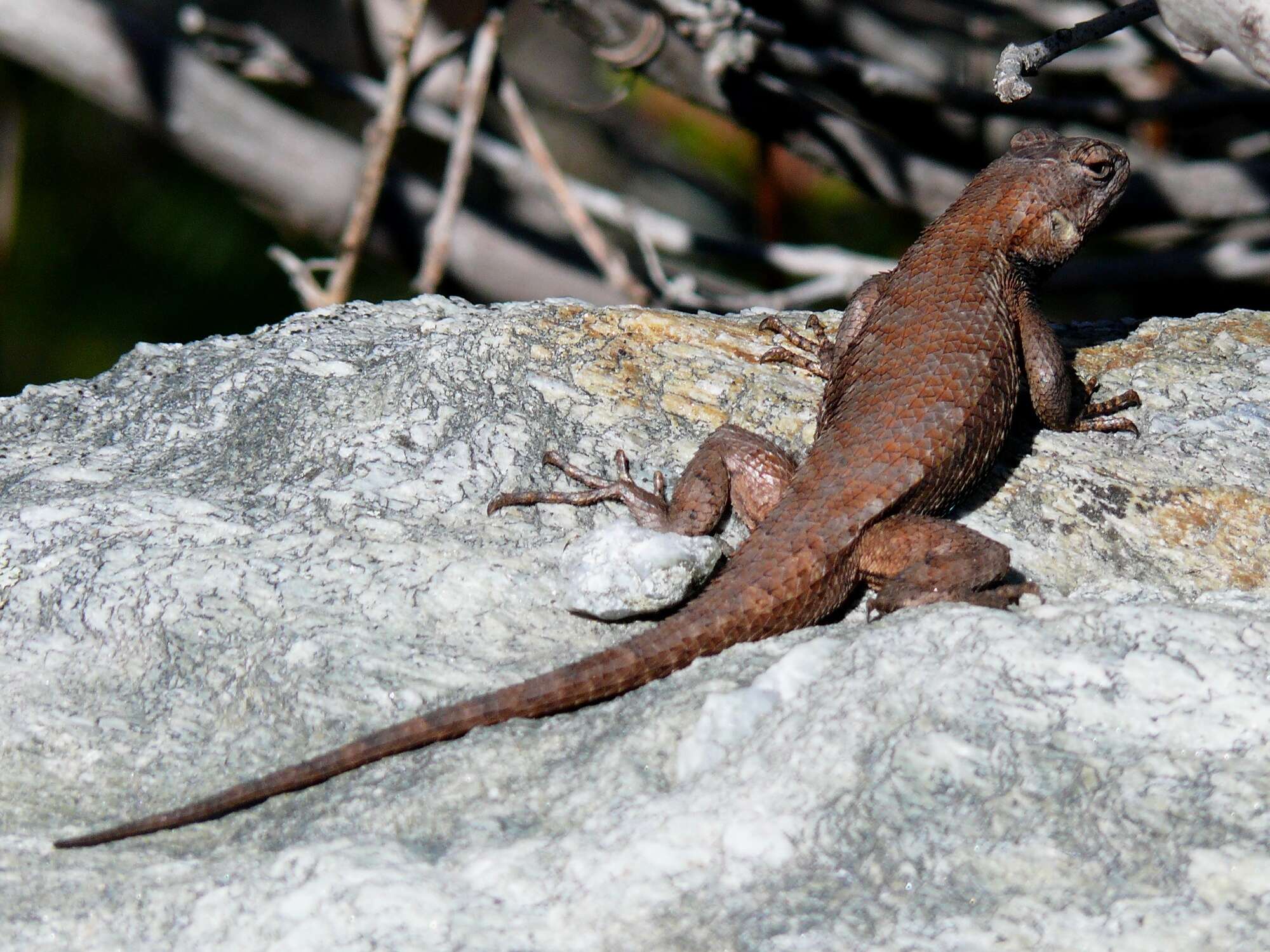 Plancia ëd Sceloporus undulatus (Bosc & Daudin 1801)