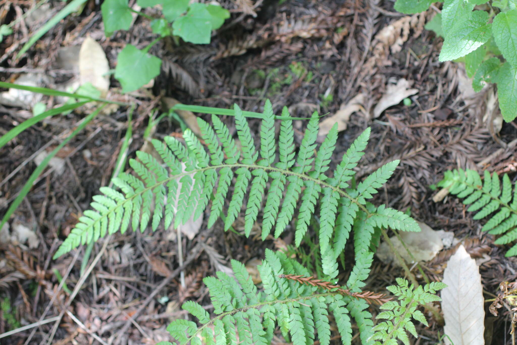 Image of Dudley's swordfern