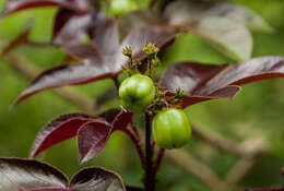 Image of bellyache bush