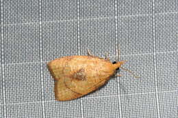 Image of <i>Cenopis mesospila</i>