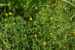 Imagem de Trifolium patens Schreb.