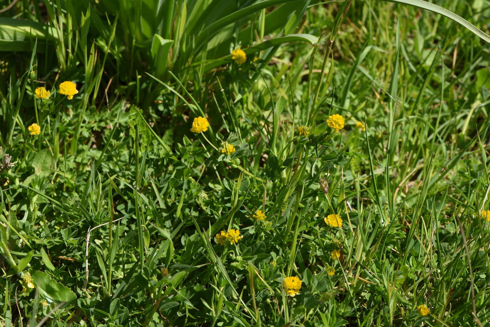 Imagem de Trifolium patens Schreb.