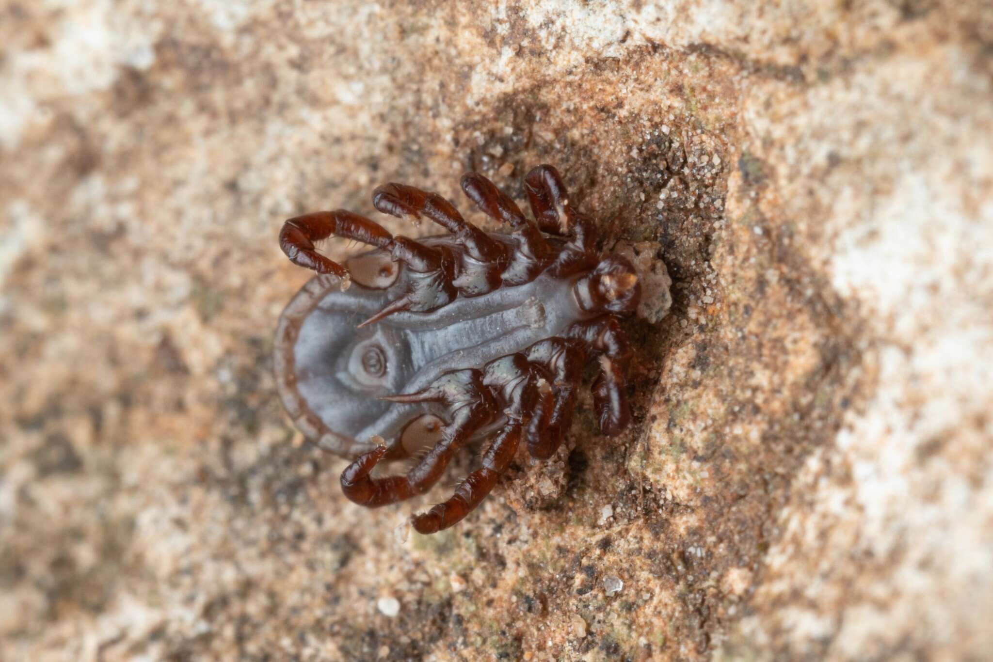 Imagem de Haemaphysalis punctata Canestrini & Fanzago 1878