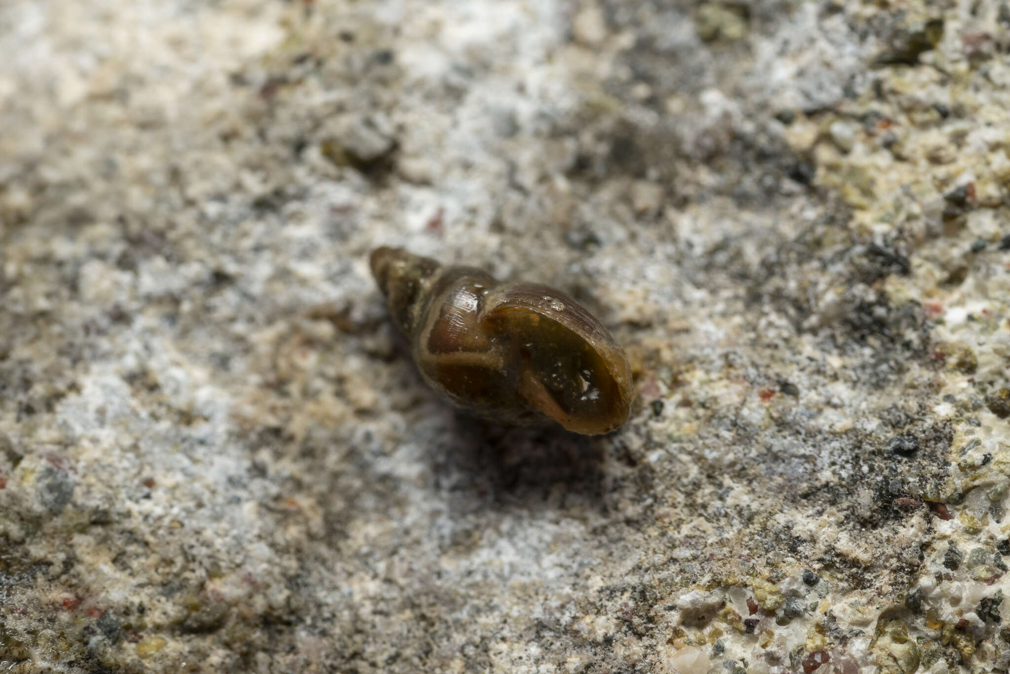 Image of Attenuate Fossaria