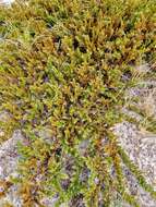 Image of shore juniper