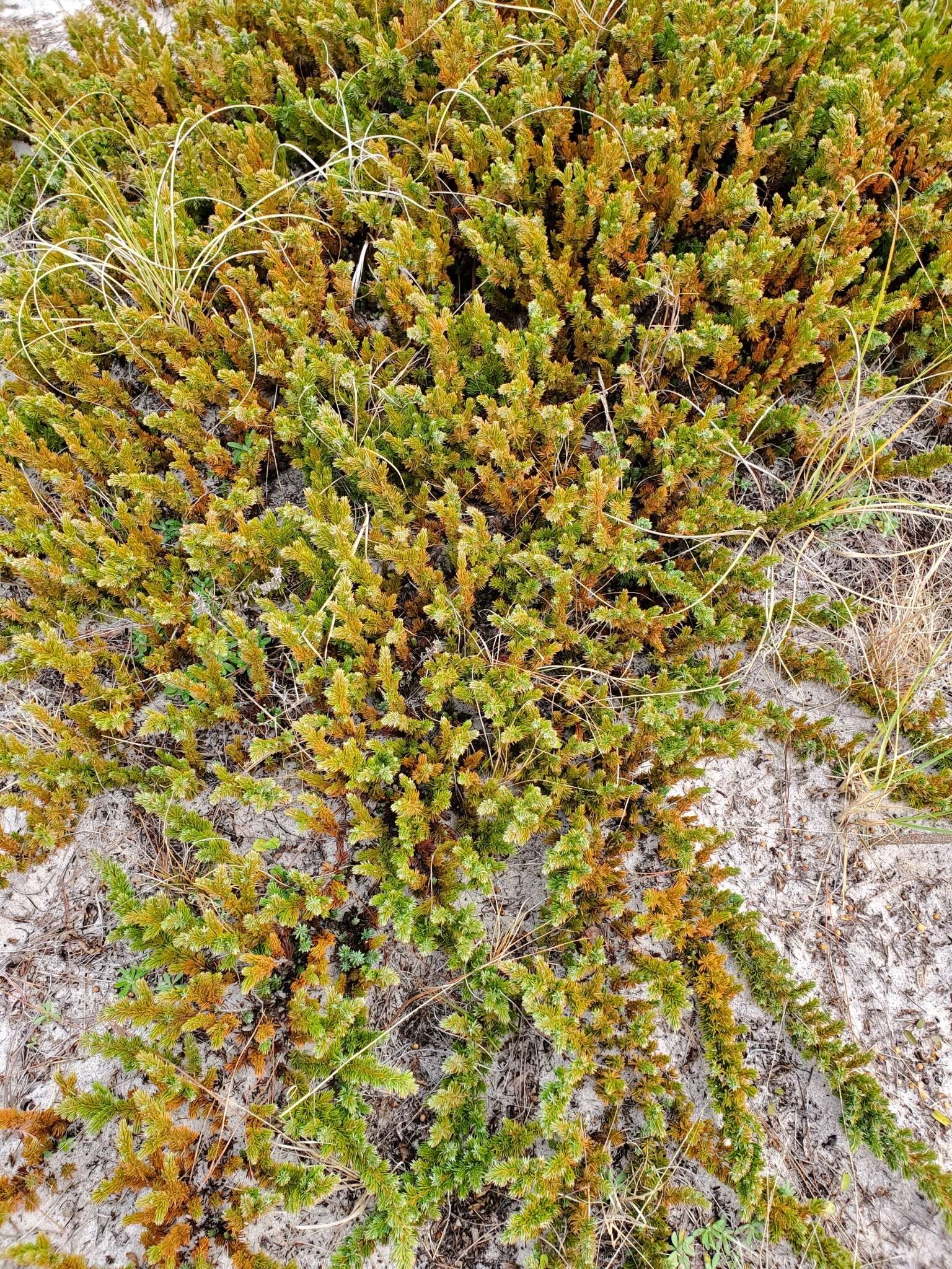 Juniperus rigida subsp. conferta (Parl.) Kitam. resmi