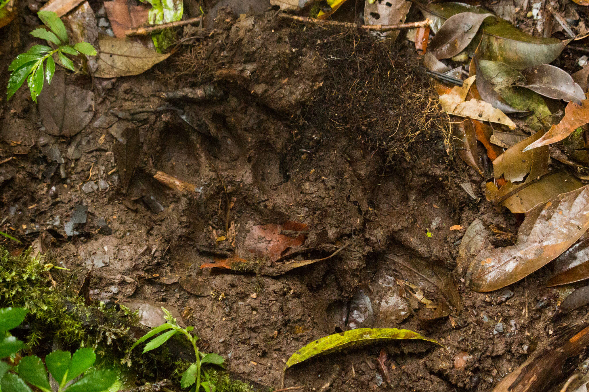 Image of Javan Tiger