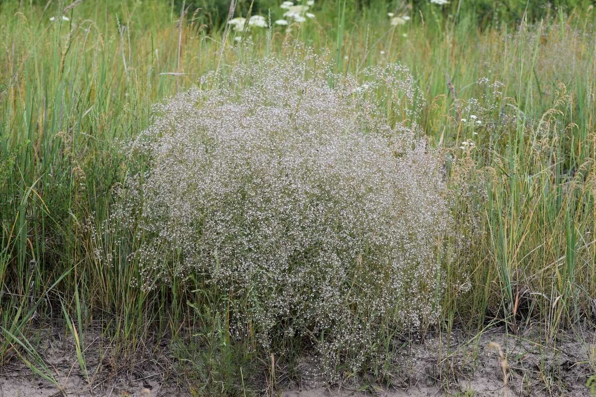 Imagem de Gypsophila paniculata L.