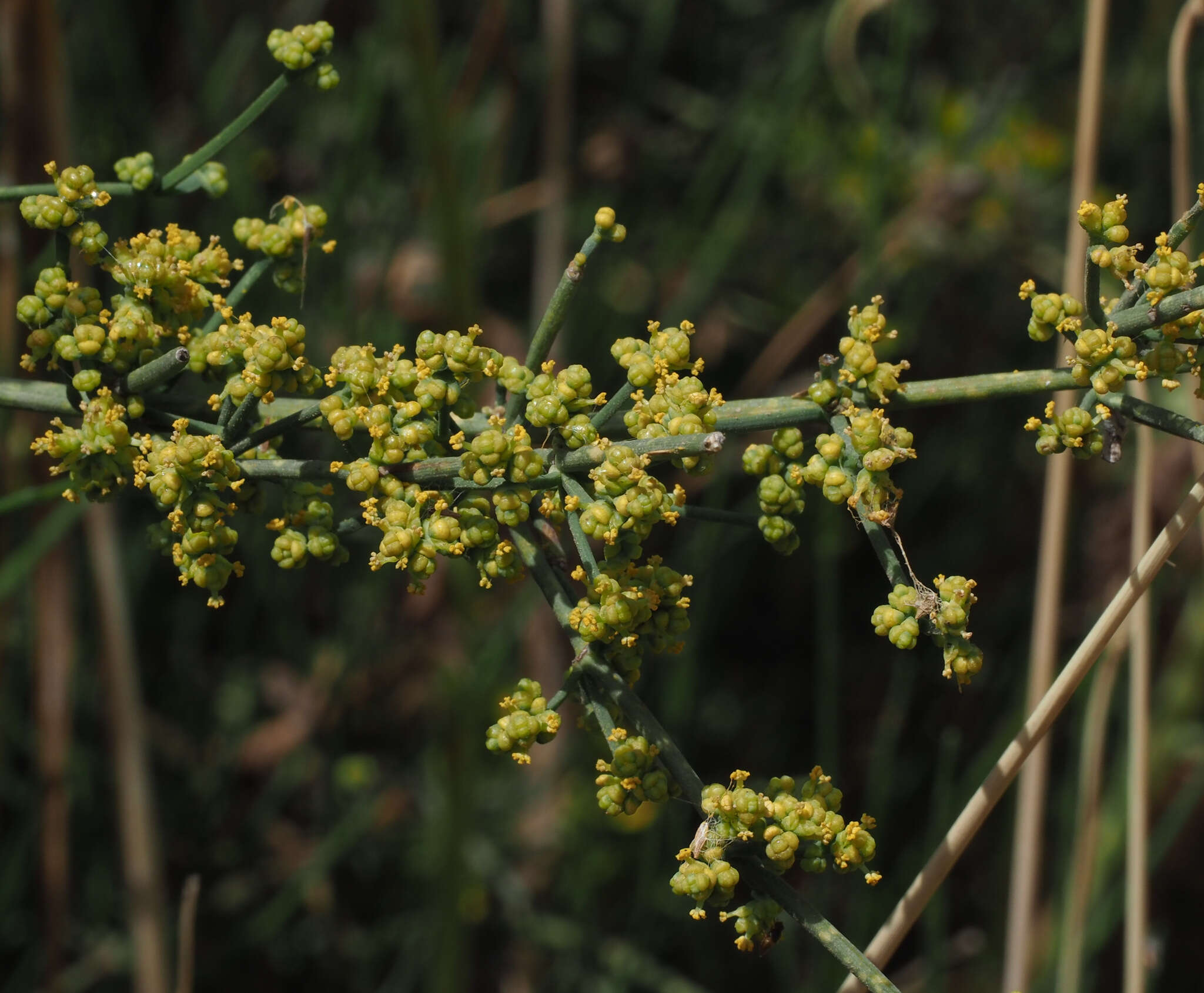 Image of Ephedra aphylla Forssk.