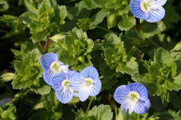 Image of birdeye speedwell