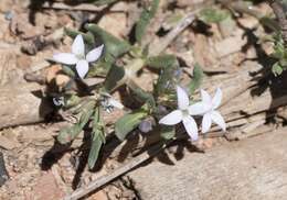 Image of Pygmy Bluet