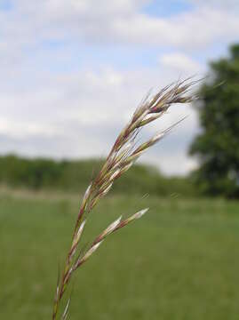 صورة Helictochloa pratensis (L.) Romero Zarco