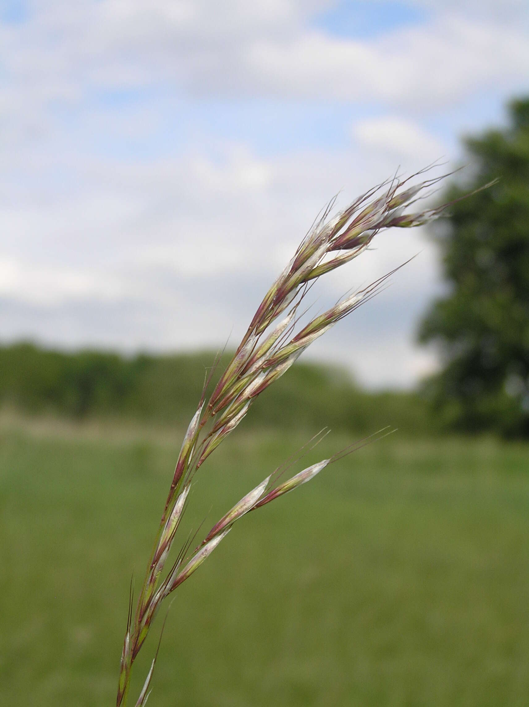 Plancia ëd Helictochloa pratensis (L.) Romero Zarco