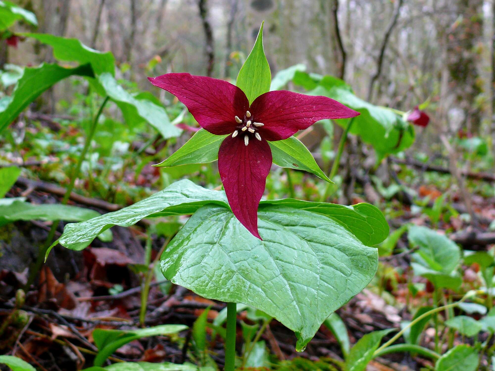 Image of red trillium