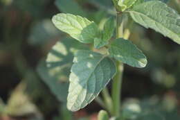 Image of Salvia hirsuta Jacq.