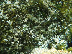 Image of Ornate goby