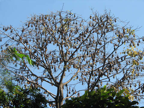 Image of Indian Flying Fox