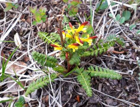 Image de Pedicularis flammea L.