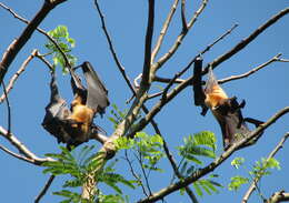 Image of Indian Flying Fox