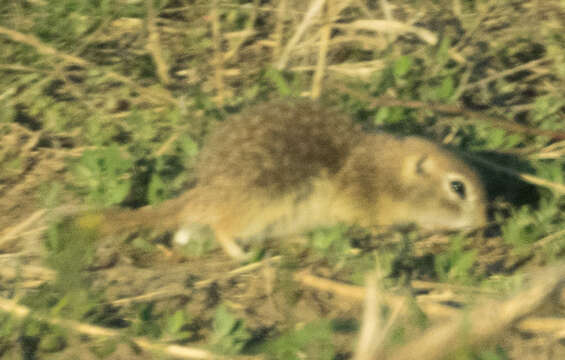 Image of spotted ground squirrel