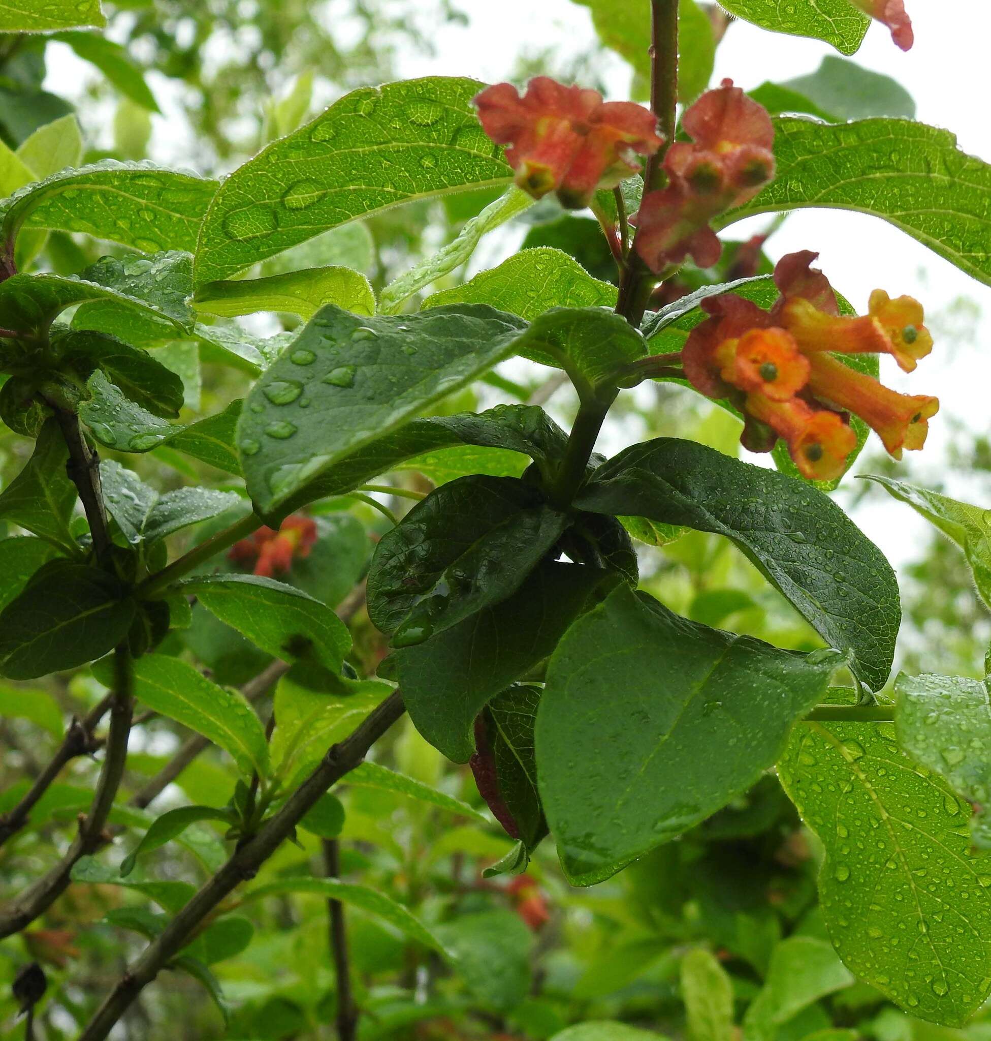 Imagem de Lonicera involucrata var. ledebourii (Eschsch.) Jeps.