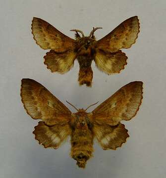 Image of Small Lappet Moth