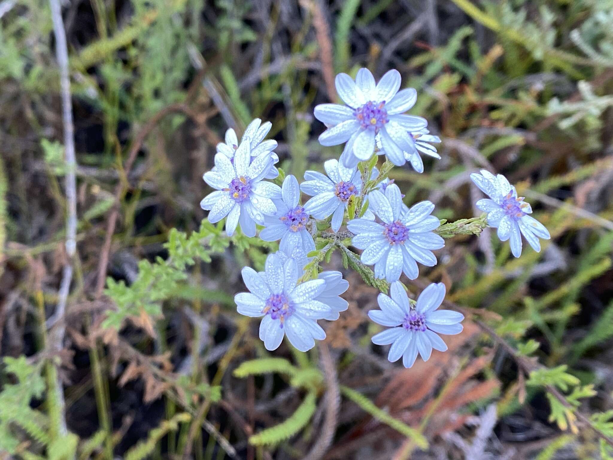 Sivun Olearia paucidentata (Steetz) F. Müll. ex Benth. kuva