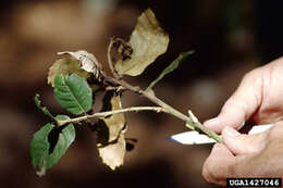 Image of Sudden oak death