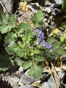 Phacelia scariosa Brandegee的圖片