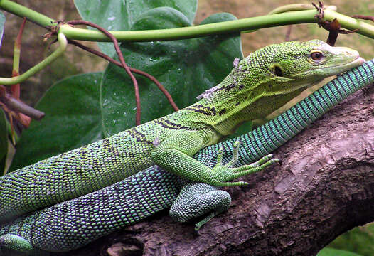 Image of Emerald Monitor