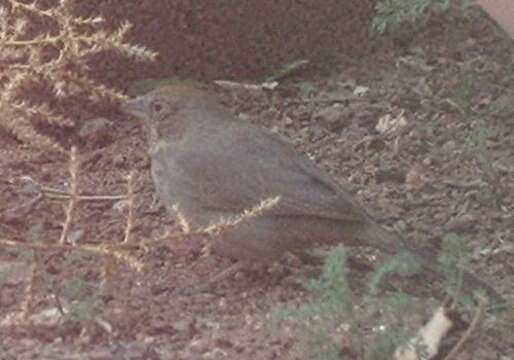 Image of Canyon Towhee