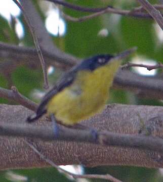 Plancia ëd Todirostrum cinereum (Linnaeus 1766)