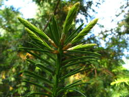 Image of California Nutmeg