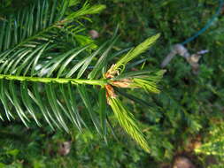 Image of California Nutmeg