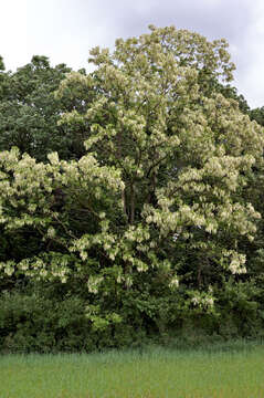 Image of black locust