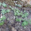 Image of Sedum versadense C. H. Thompson