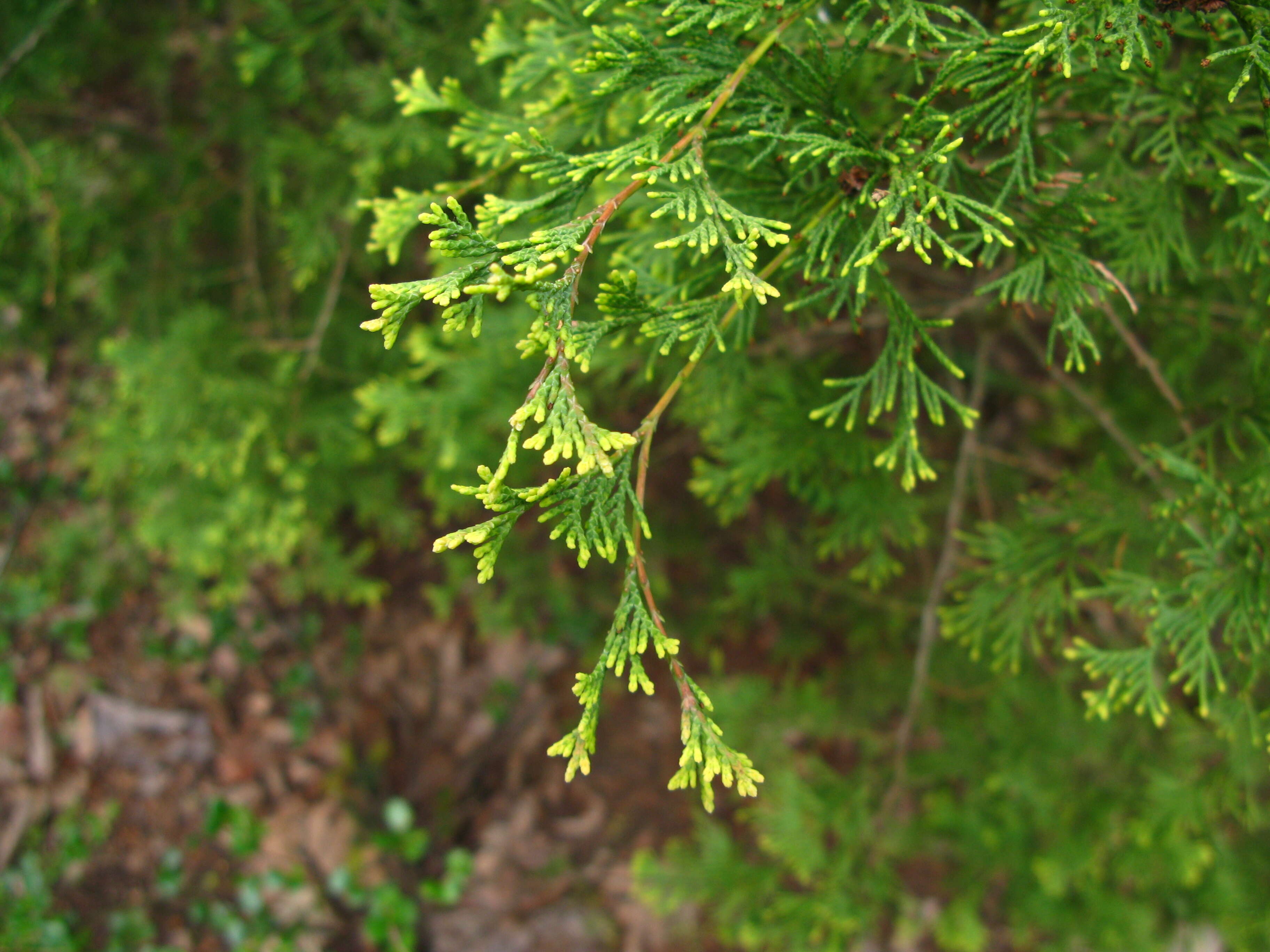 Image of Atlantic White Cedar