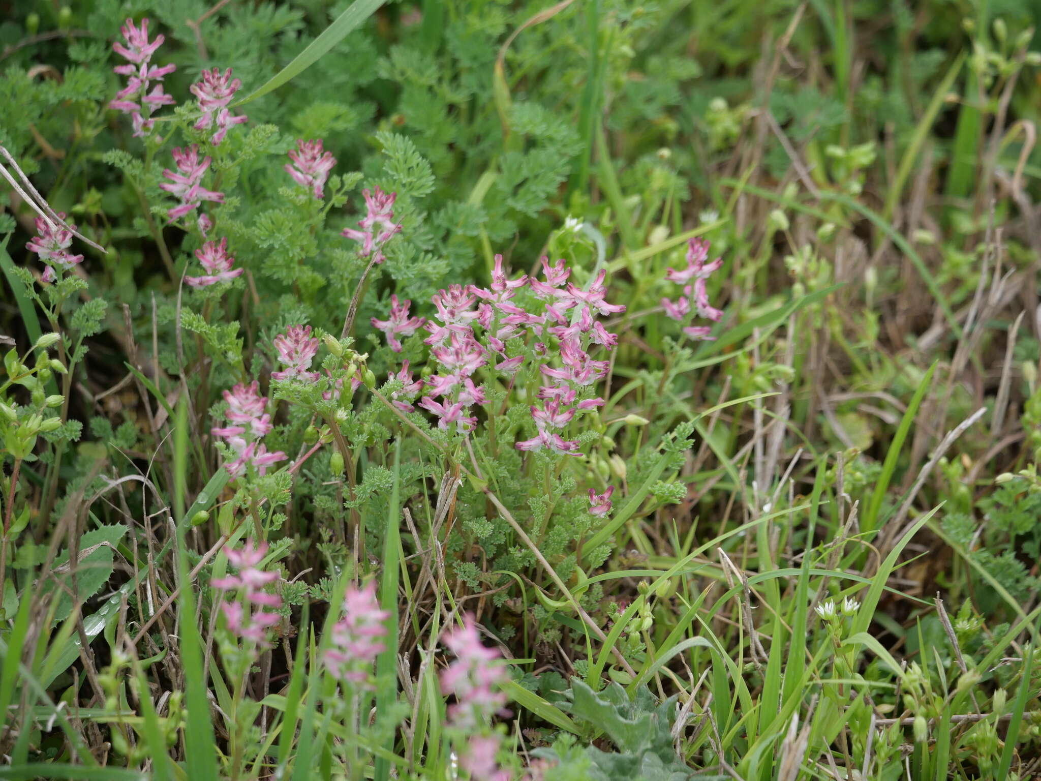 Image of Fumitory