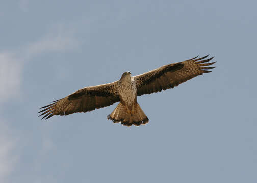Image of Bonelli's Eagle