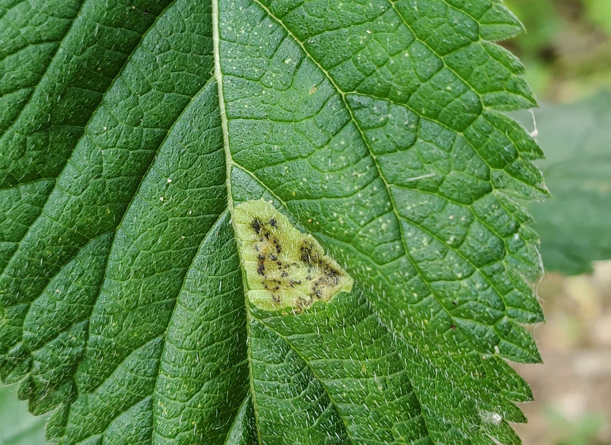 Image of Calycomyza verbenae Hering 1951