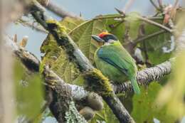 Image of Golden-throated Barbet