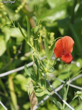 Lathyrus pseudocicera Pamp.的圖片