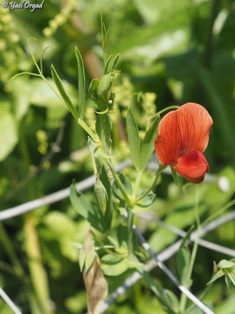 Imagem de Lathyrus pseudocicera Pamp.