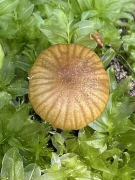 Image de Galerina vittiformis (Fr.) Singer 1950