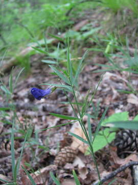 Lathyrus digitatus (M. Bieb.) Fiori resmi