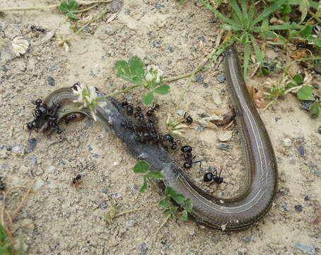 Image of Algerian Cylindrical Skink