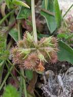 Plancia ëd Scorpiurus muricatus var. subvillosus (L.) Fiori