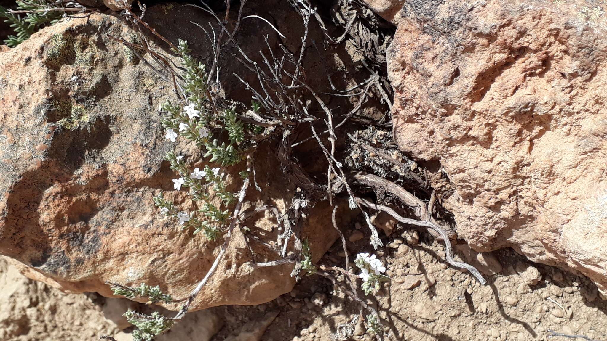 Image of Micromeria lachnophylla Webb & Berthel.