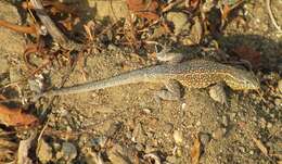 Image of common side-blotched lizard