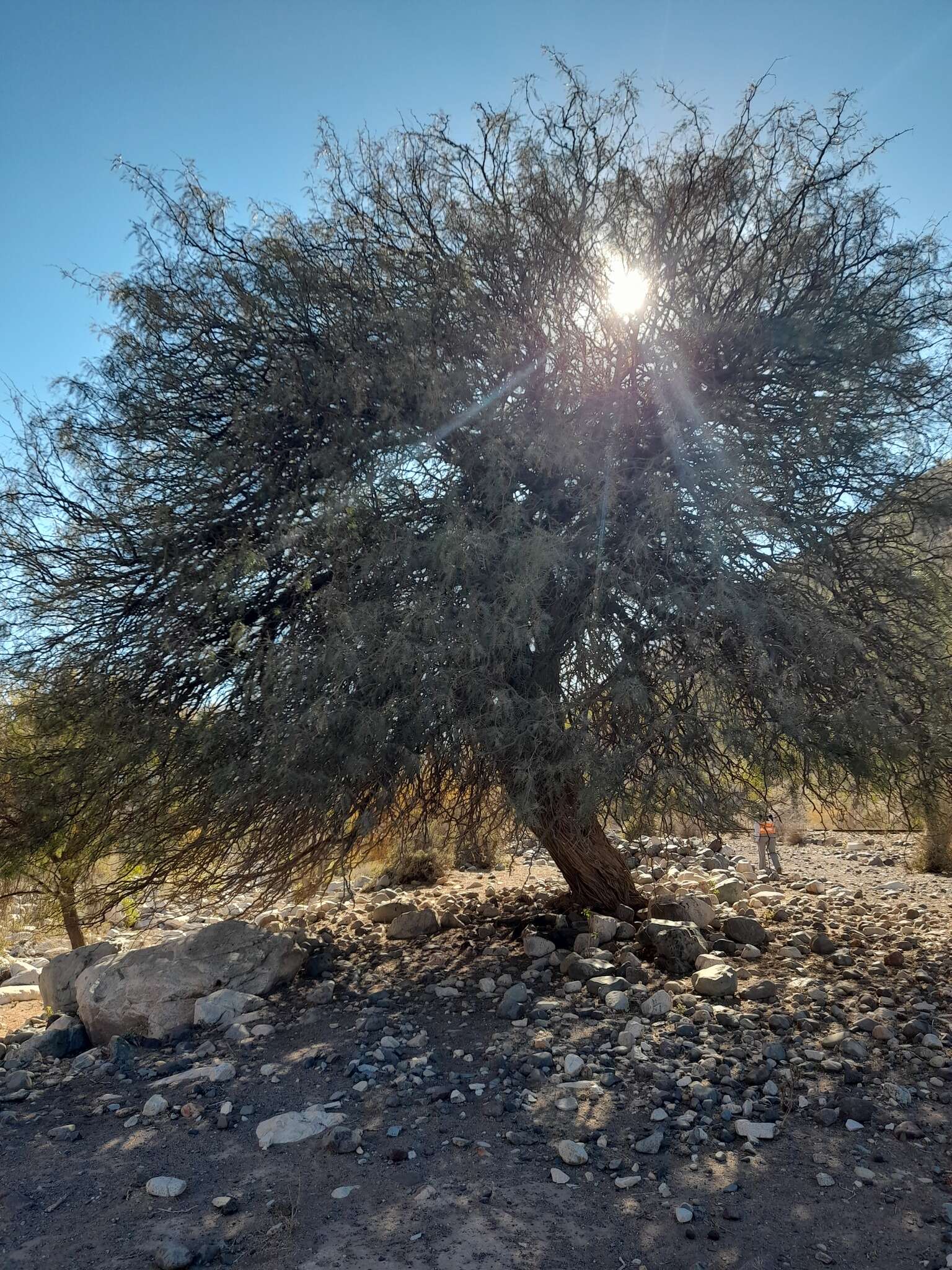 Image de Prosopis chilensis (Molina) Stuntz